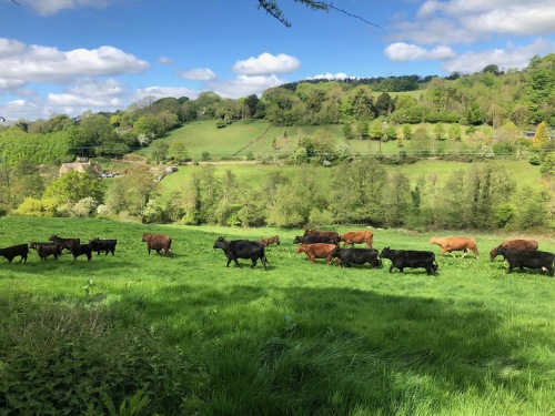 Cattle grazing on organic pasture at Stroud Slad Farm