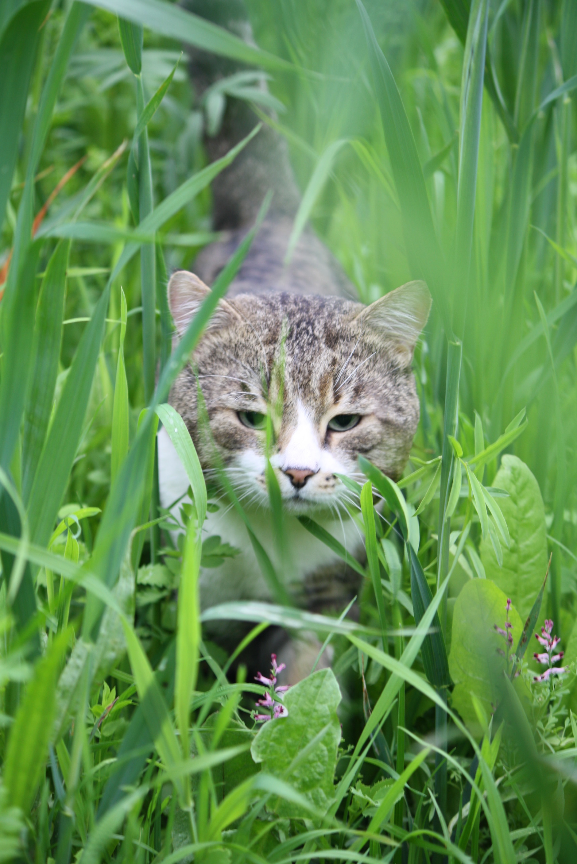 Farm Cat