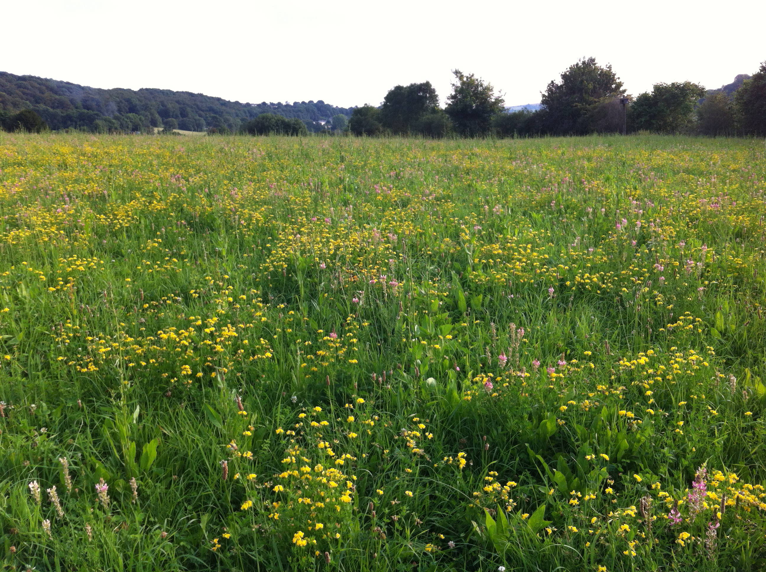 Wildflower meadow at Stroud Slad Farm